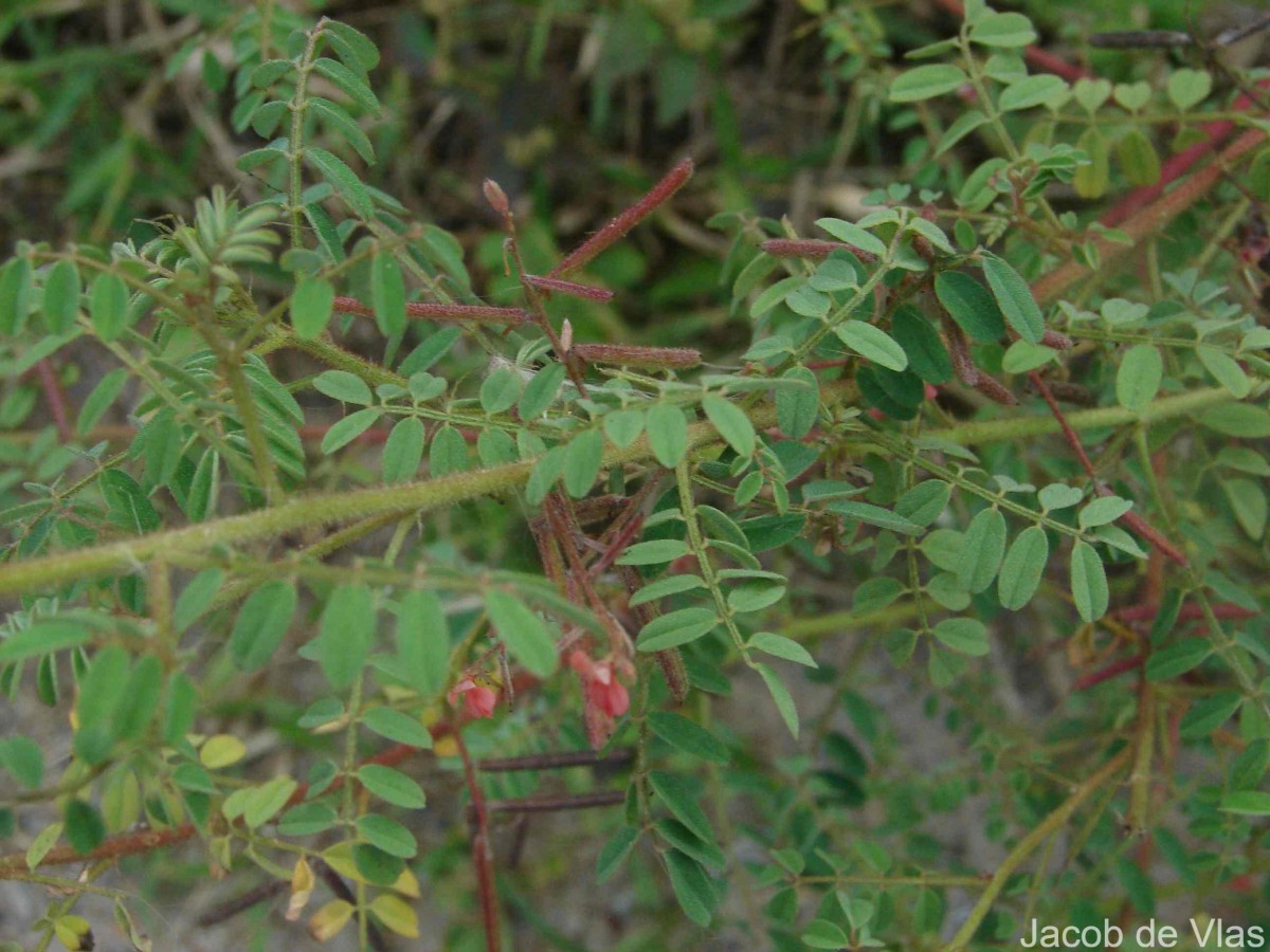 Indigofera colutea (Burm.f.) Merr.